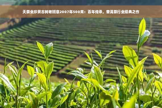 天茶业珍贵古树老班章2007年500克：百年传承，普洱茶行业经典之作