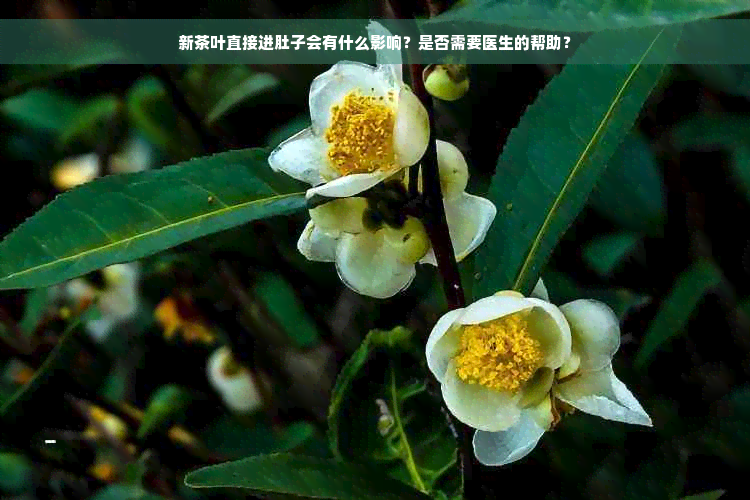 新茶叶直接进肚子会有什么影响？是否需要医生的帮助？