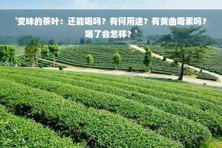 '变味的茶叶：还能喝吗？有何用途？有黄曲霉素吗？喝了会怎样？'