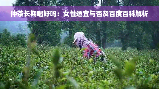 仲茶长期喝好吗：女性适宜与否及百度百科解析