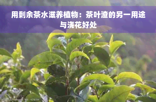 用剩余茶水滋养植物：茶叶渣的另一用途与浇花好处