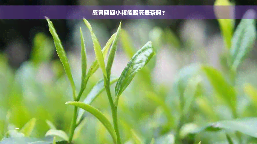 感冒期间小孩能喝荞麦茶吗？