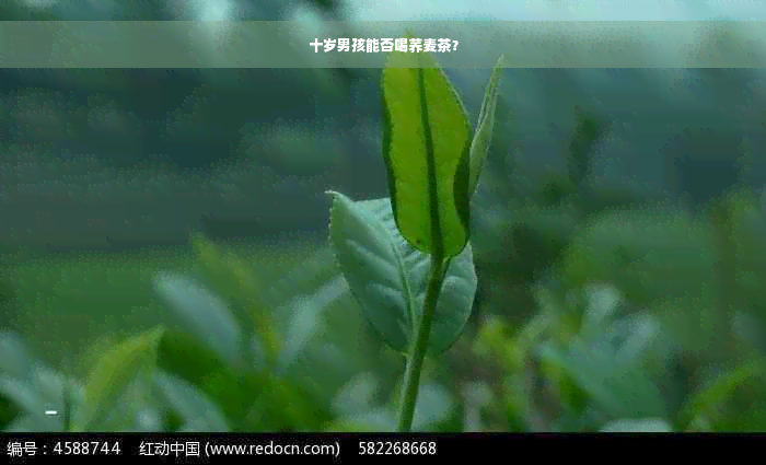 十岁男孩能否喝荞麦茶？