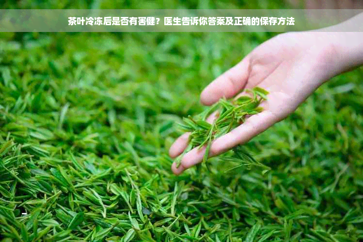 茶叶冷冻后是否有害健？医生告诉你答案及正确的保存方法