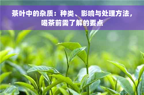 茶叶中的杂质：种类、影响与处理方法，喝茶前需了解的要点