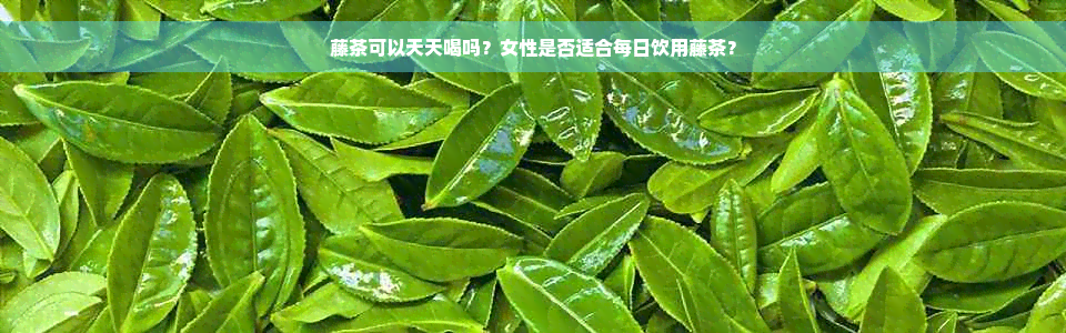 藤茶可以天天喝吗？女性是否适合每日饮用藤茶？