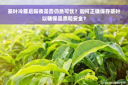 茶叶冷藏后隔夜是否仍然可饮？如何正确保存茶叶以确保品质和安全？