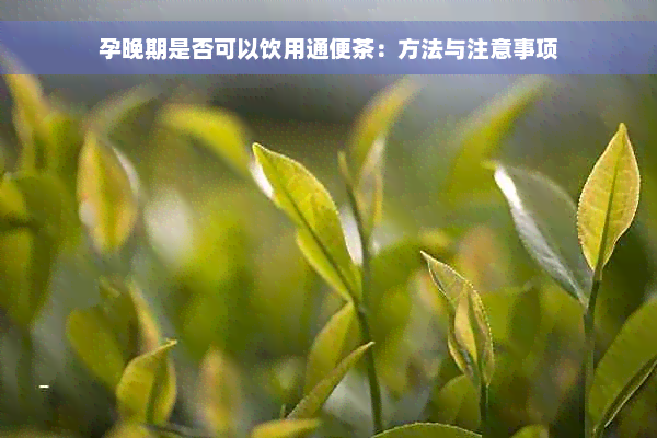 孕晚期是否可以饮用通便茶：方法与注意事项