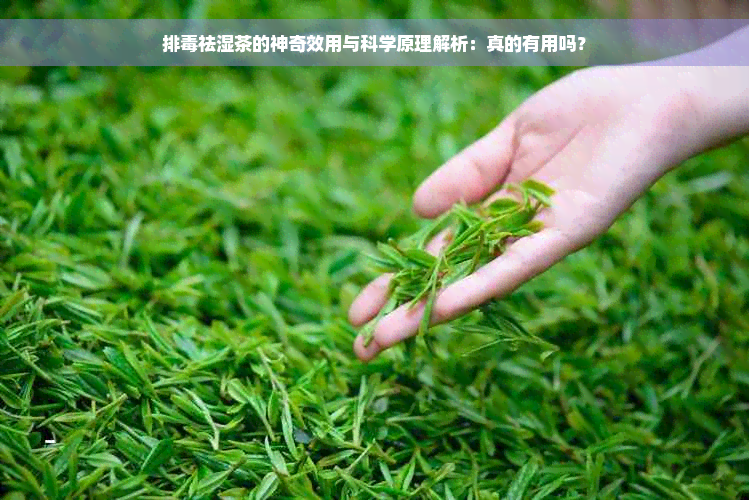 排毒祛湿茶的神奇效用与科学原理解析：真的有用吗？