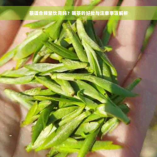 茶适合频繁饮用吗？喝茶的好处与注意事项解析