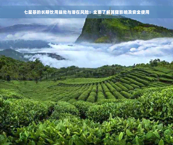 七星茶的长期饮用益处与潜在风险：全面了解其健影响及安全使用