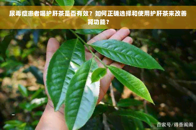 尿毒症患者喝护肝茶是否有效？如何正确选择和使用护肝茶来改善肾功能？