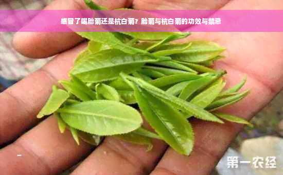 感冒了喝胎菊还是杭白菊？胎菊与杭白菊的功效与禁忌