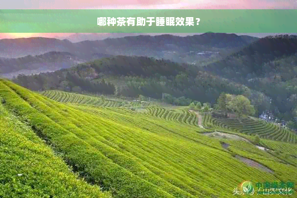 哪种茶有助于睡眠效果？