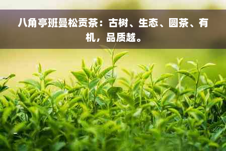 八角亭班曼松贡茶：古树、生态、圆茶、有机，品质越。