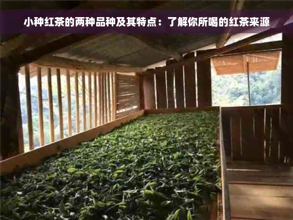 小种红茶的两种品种及其特点：了解你所喝的红茶来源