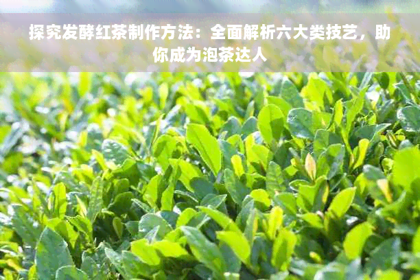 探究发酵红茶制作方法：全面解析六大类技艺，助你成为泡茶达人