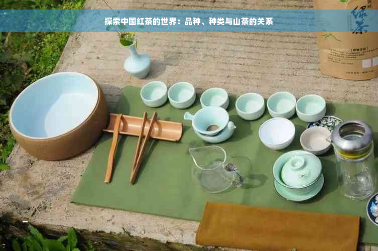 探索中国红茶的世界：品种、种类与山茶的关系