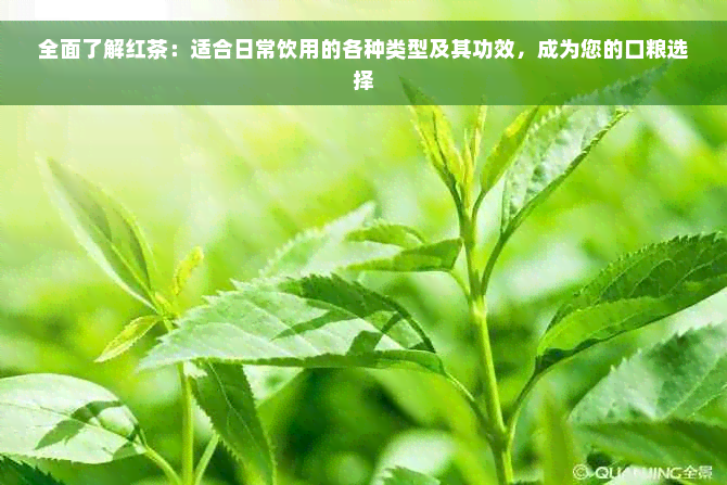 全面了解红茶：适合日常饮用的各种类型及其功效，成为您的口粮选择