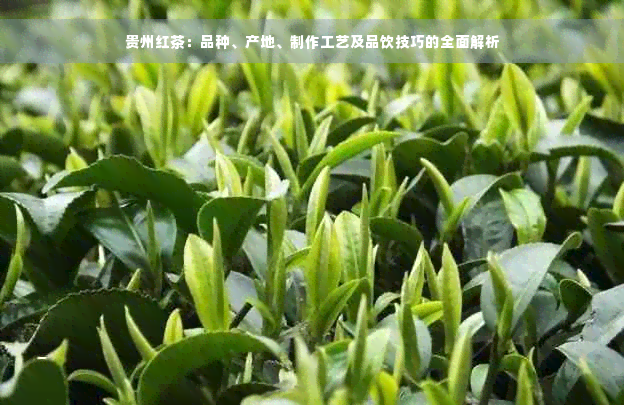 贵州红茶：品种、产地、制作工艺及品饮技巧的全面解析