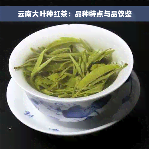 云南大叶种红茶：品种特点与品饮鉴