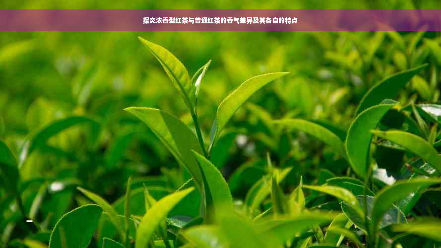探究浓香型红茶与普通红茶的香气差异及其各自的特点