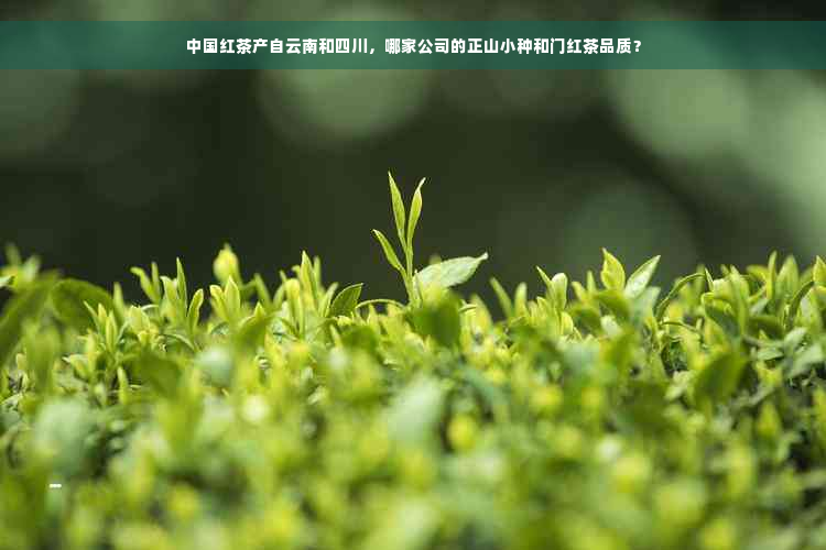 中国红茶产自云南和四川，哪家公司的正山小种和门红茶品质？