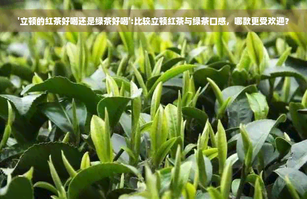 '立顿的红茶好喝还是绿茶好喝':比较立顿红茶与绿茶口感，哪款更受欢迎？