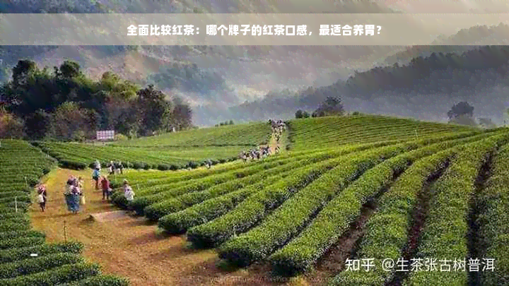 全面比较红茶：哪个牌子的红茶口感，最适合养胃？