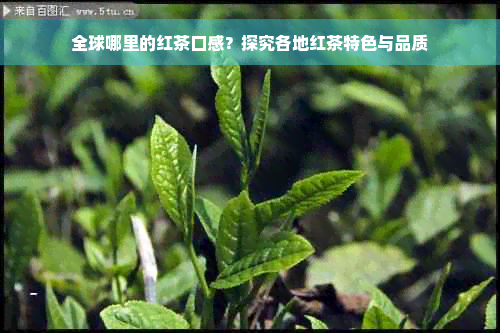 全球哪里的红茶口感？探究各地红茶特色与品质