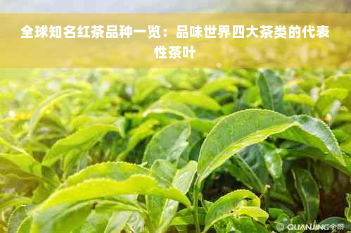 全球知名红茶品种一览：品味世界四大茶类的代表性茶叶