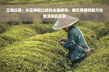 立顿红茶：从品种到口感的全面解读，揭示其独特魅力与普洱茶的区别