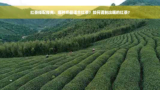 红茶搭配指南：哪种奶最适合红茶？如何调制出喝的红茶？