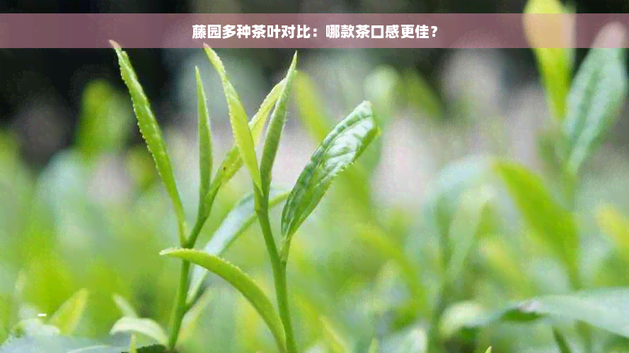 藤园多种茶叶对比：哪款茶口感更佳？