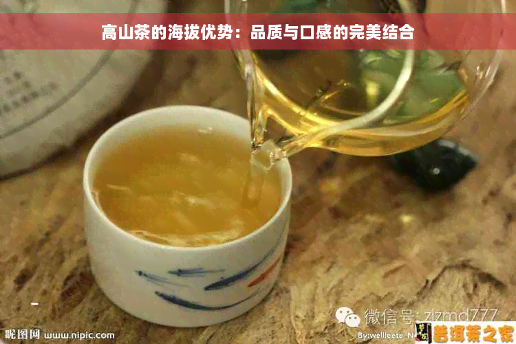 高山茶的海拔优势：品质与口感的完美结合