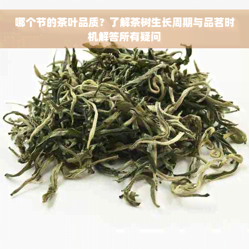 哪个节的茶叶品质？了解茶树生长周期与品茗时机解答所有疑问