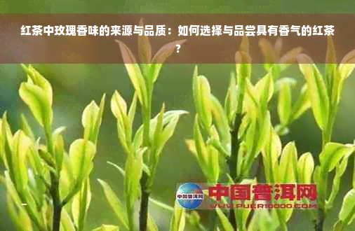 红茶中玫瑰香味的来源与品质：如何选择与品尝具有香气的红茶？