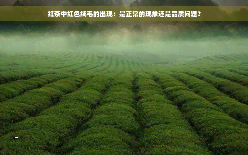 红茶中红色绒毛的出现：是正常的现象还是品质问题？