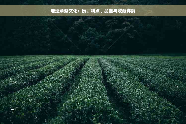 老班章茶文化：历、特点、品鉴与收藏详解