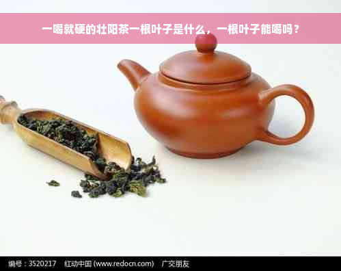 一喝就硬的壮阳茶一根叶子是什么，一根叶子能喝吗？