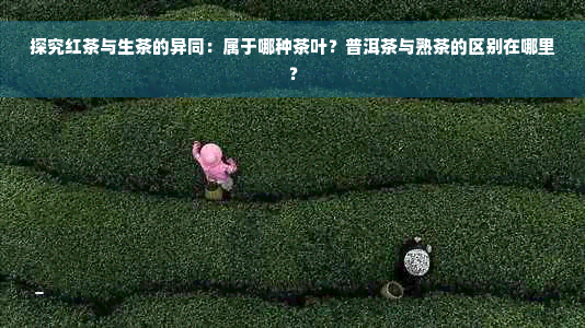 探究红茶与生茶的异同：属于哪种茶叶？普洱茶与熟茶的区别在哪里？