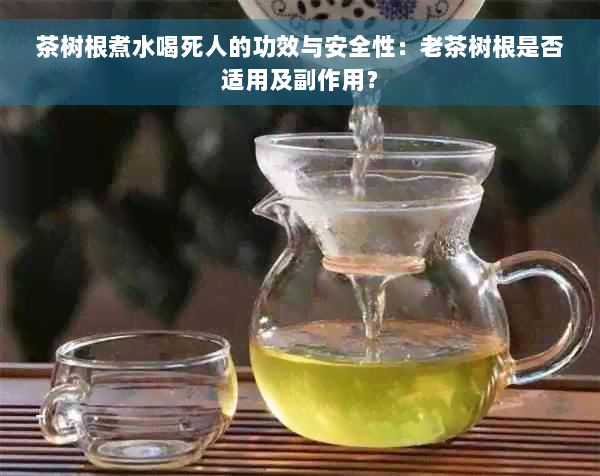 茶树根煮水喝死人的功效与安全性：老茶树根是否适用及副作用？
