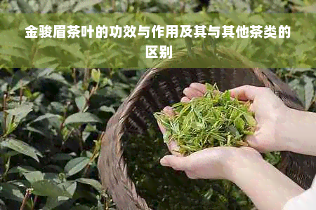 金骏眉茶叶的功效与作用及其与其他茶类的区别