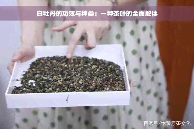 白牡丹的功效与种类：一种茶叶的全面解读