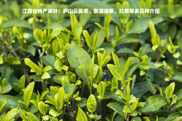 江西省特产茶叶：庐山云雾茶、婺源绿茶、红茶等多品种介绍