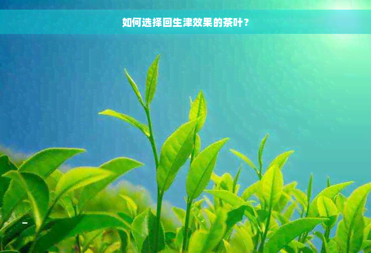 如何选择回生津效果的茶叶？