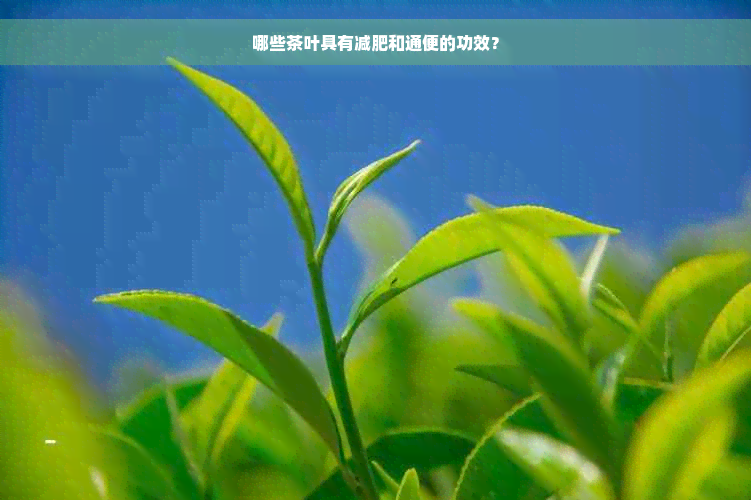 哪些茶叶具有减肥和通便的功效？