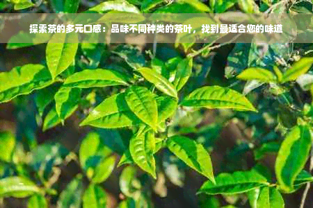 探索茶的多元口感：品味不同种类的茶叶，找到最适合您的味道