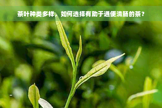 茶叶种类多样，如何选择有助于通便清肠的茶？