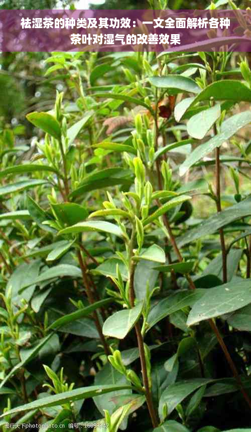 祛湿茶的种类及其功效：一文全面解析各种茶叶对湿气的改善效果